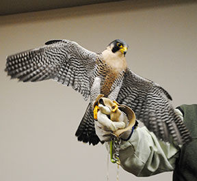 BIRD OF PREY
